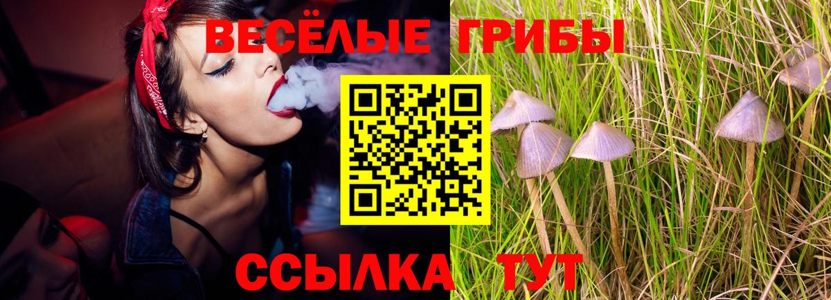 Кирово-Чепецк  Псилоцибиновые грибы Psilocybe  Вход с VPN 